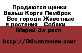 Продаются щенки Вельш Корги Пемброк  - Все города Животные и растения » Собаки   . Марий Эл респ.